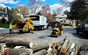 Mango, FL  Tree Services Company