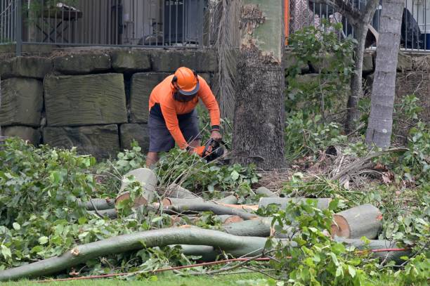 Tree and Shrub Care